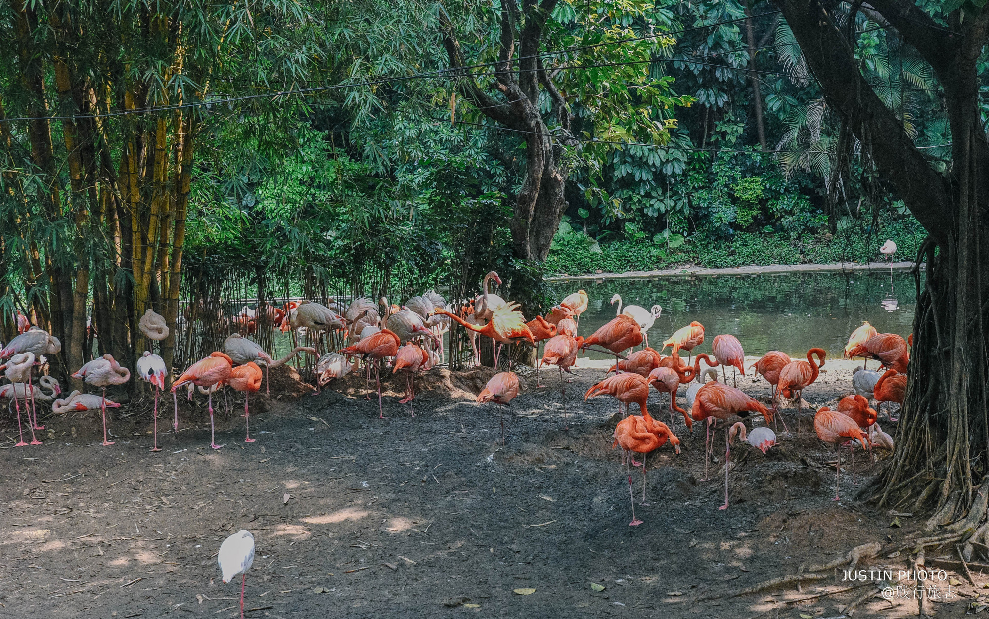 广东最大动物园在哪个市啊,广东最大动物园