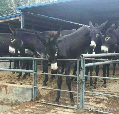 农村冷门家庭养殖业投资小利润,农村冷门养殖行业赚钱