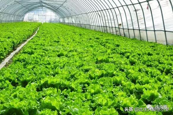 我的家乡，欢迎您来到扶沟！