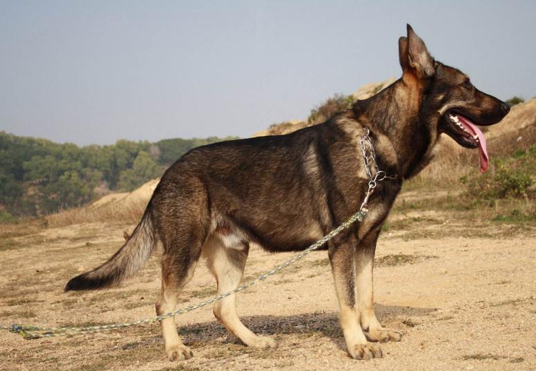 我国的昆明犬,中国昆明犬的魅力