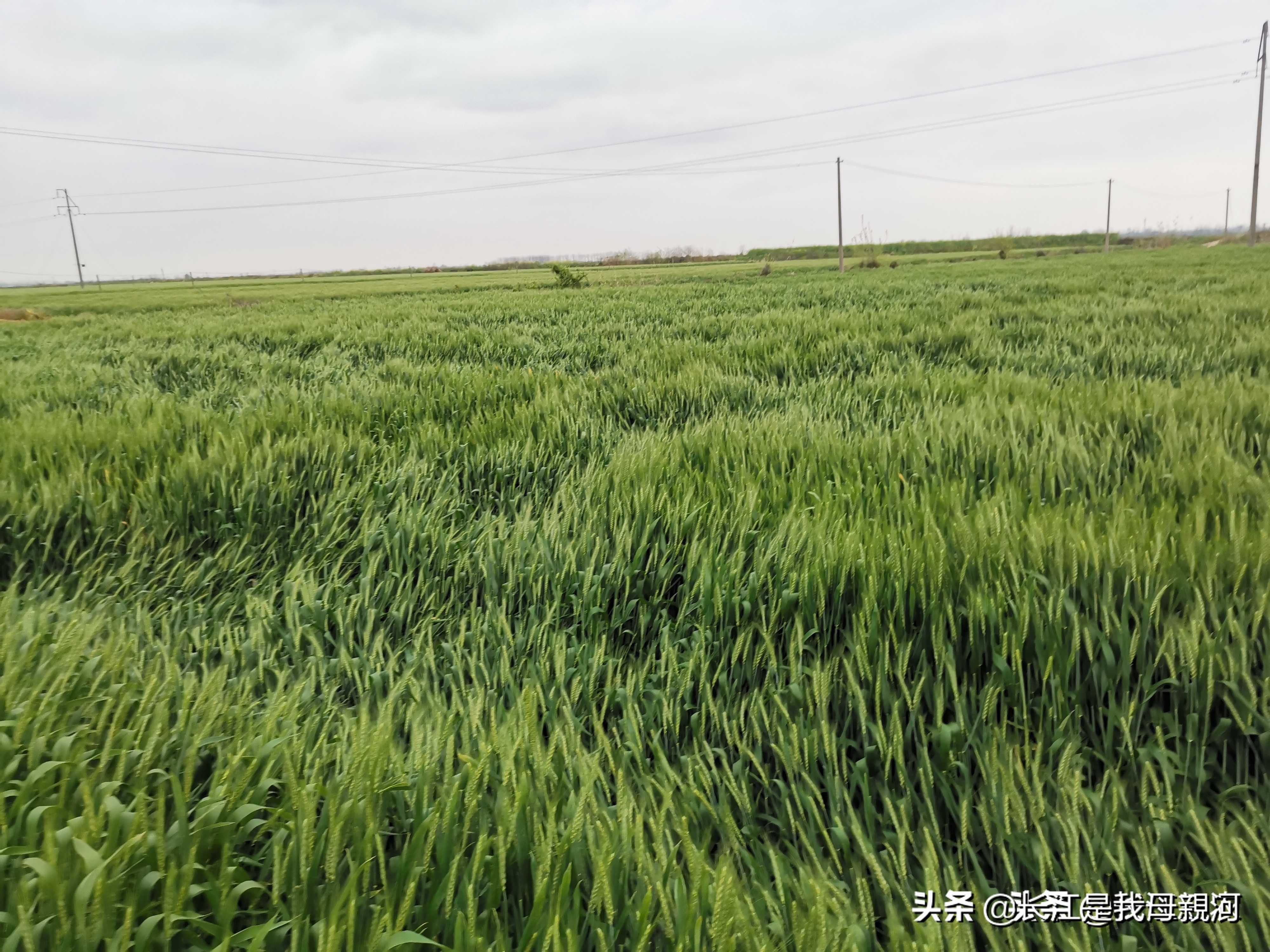 加拿大小麦的种植时间,小麦的种植方法视频播放