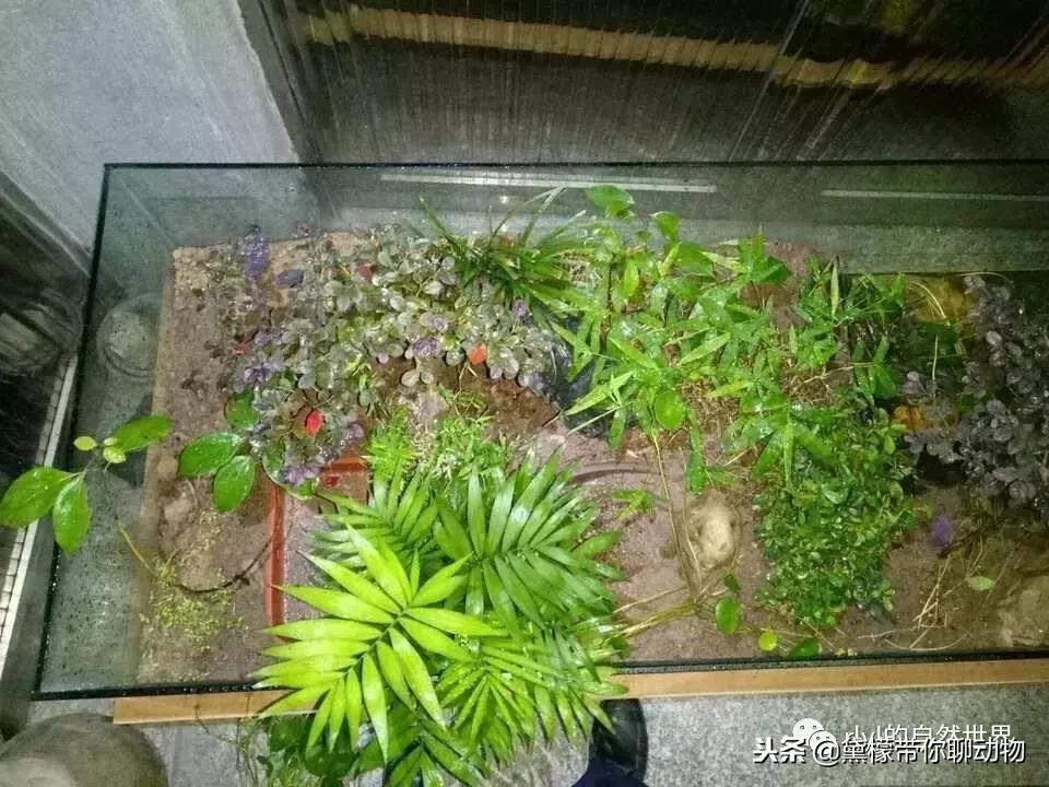 丛林造景黄缘龟池设计图大全,龟宝宝黄缘龟生态缸造景教程