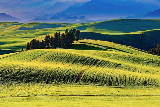 伊犁昭苏马场的马,伊犁昭苏县的马