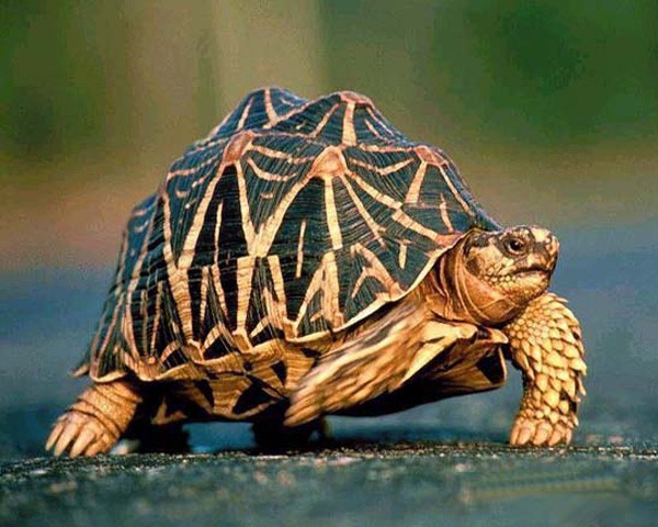 看图识龟,看图识物