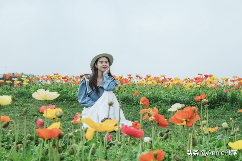 百里杜鹃花开如海,百里杜鹃百里盛开