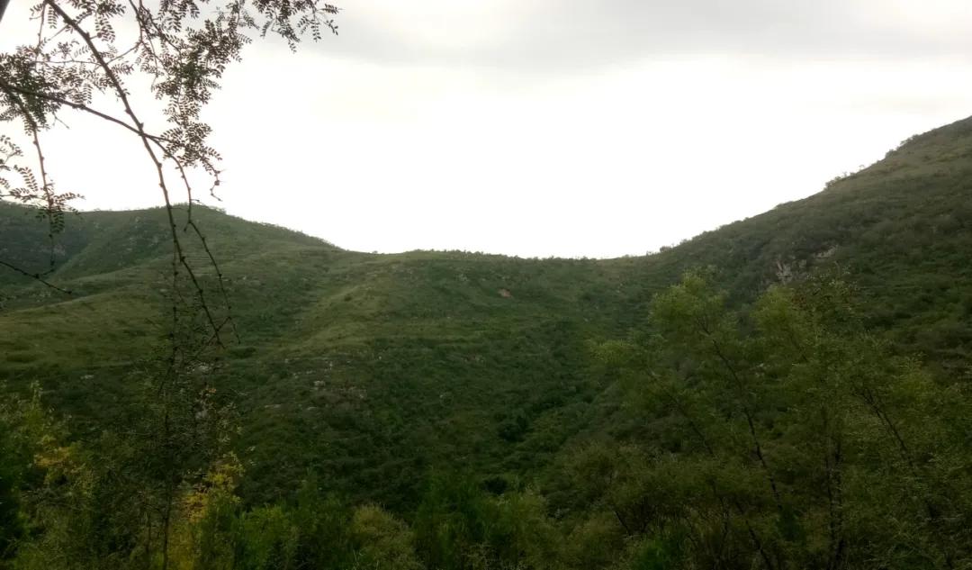 鑱氶緳灞辫幉鑺辨礊瑙嗛,姝﹀畨鑾茶姳娲炶仛榫欏北