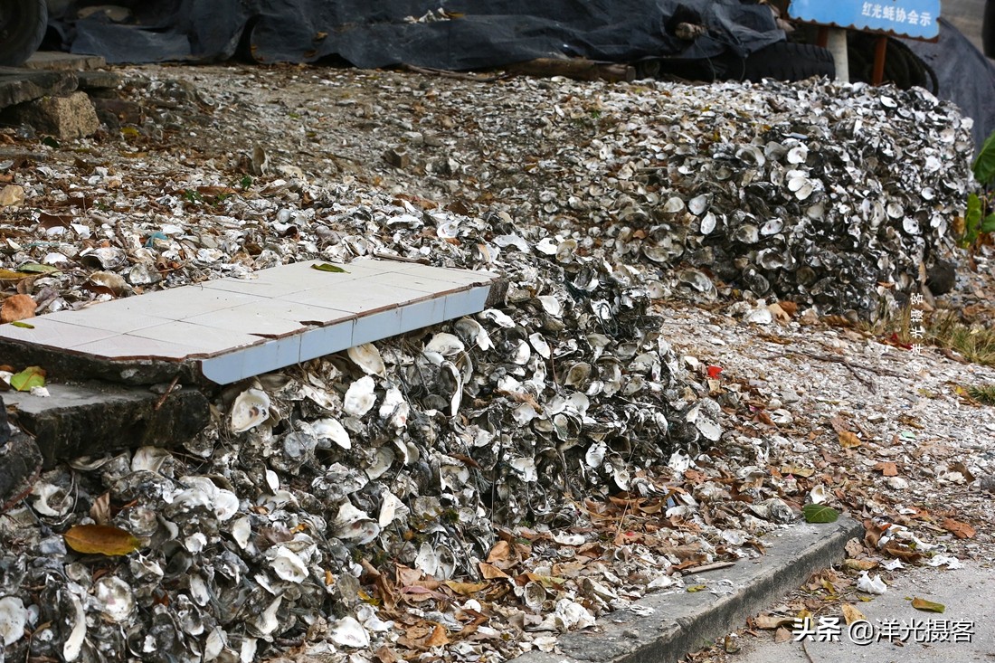 阳西县程村镇蚝排,阳西中国蚝乡在哪里