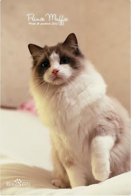 名贵猫咪的品种及图片大全,十大名贵猫咪品种排行榜