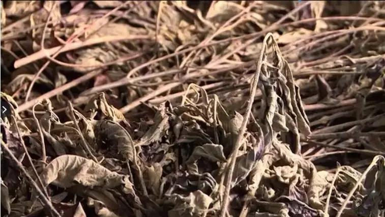 新农33期|白沙细水乡王安茂种植的黎族奇药裸花紫珠