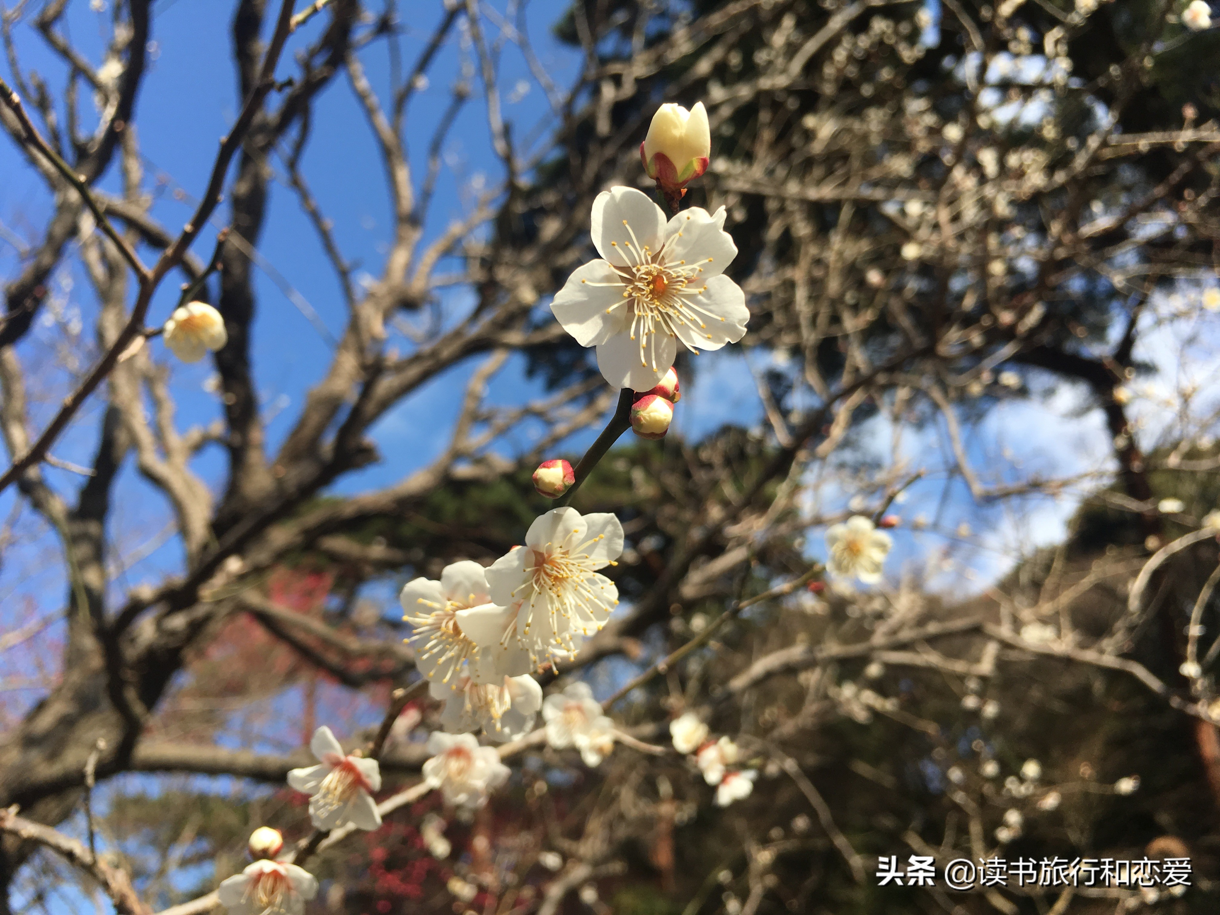 日本樱花旅游回忆,日本热海旅游视频