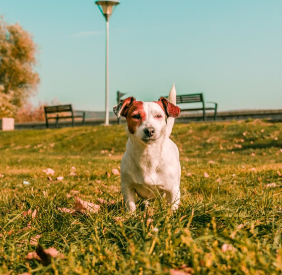 狗狗为什么总是反复舔、啃咬自己的脚部？这种行为真的正常吗？