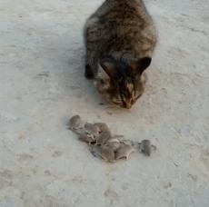 红旗2024款h52.0t啥发动机,红旗h5与奔腾b70发动机一样吗