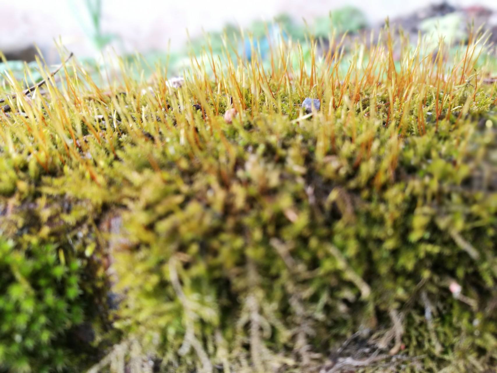 苔藓为什么不透水,苔藓植物为什么长不高