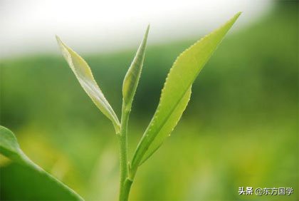 漫漫问茶路，能不忆江南？——久负盛名的“香郁若兰”