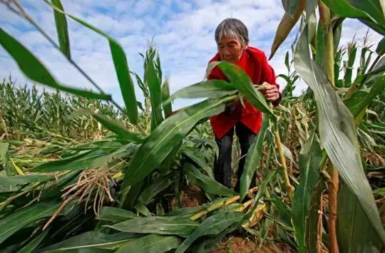 河南暴雨玉米倒伏怎么办,连日暴雨玉米易倒伏如何补救
