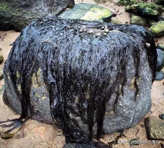 英国菜黑暗料理,欧洲黑暗料理100种