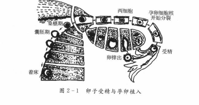 男生做过妇科检查吗,男性禁入