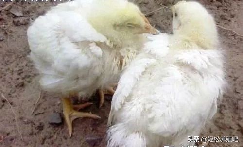 大鸡拉白稀屎用什么药治疗,鸡拉白屎最快的偏方