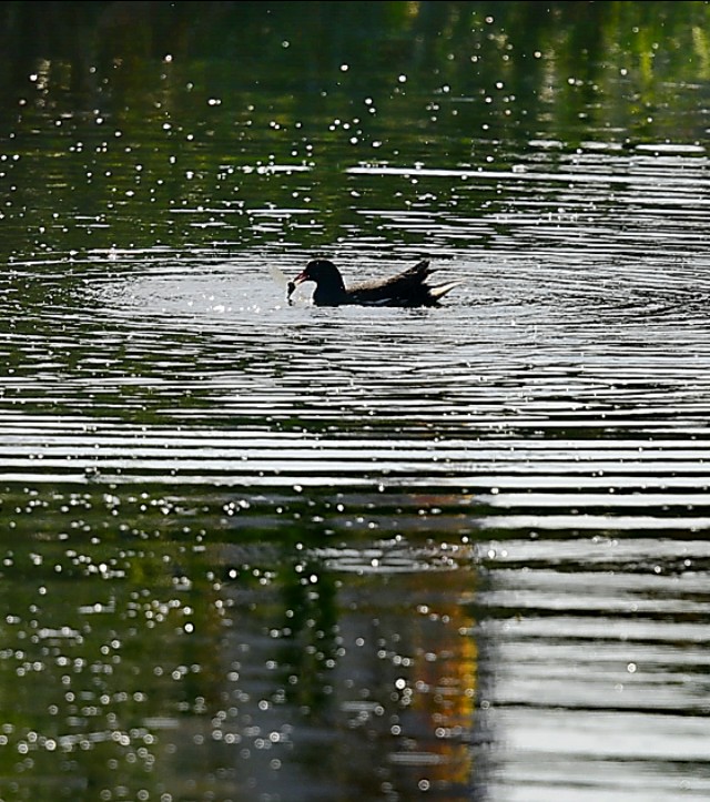 为什么蜻蜓不会杂交,蜻蜓为什么是两性生殖