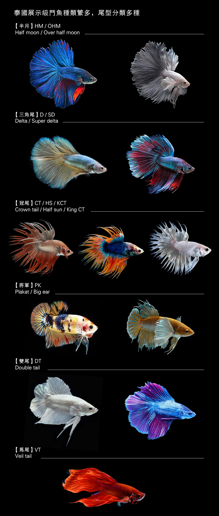 泰国斗鱼和中国斗鱼繁殖出来的苗,泰国斗鱼vs泰国斗鱼