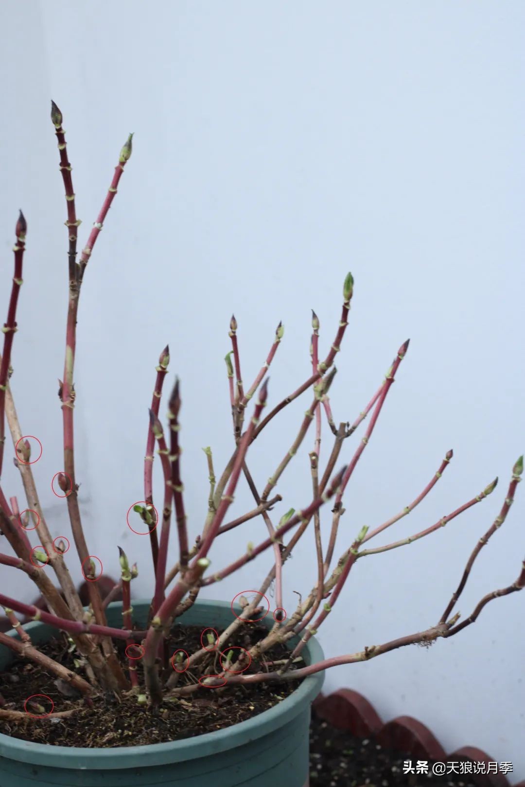 地栽绣球冬剪,两广地区绣球冬剪