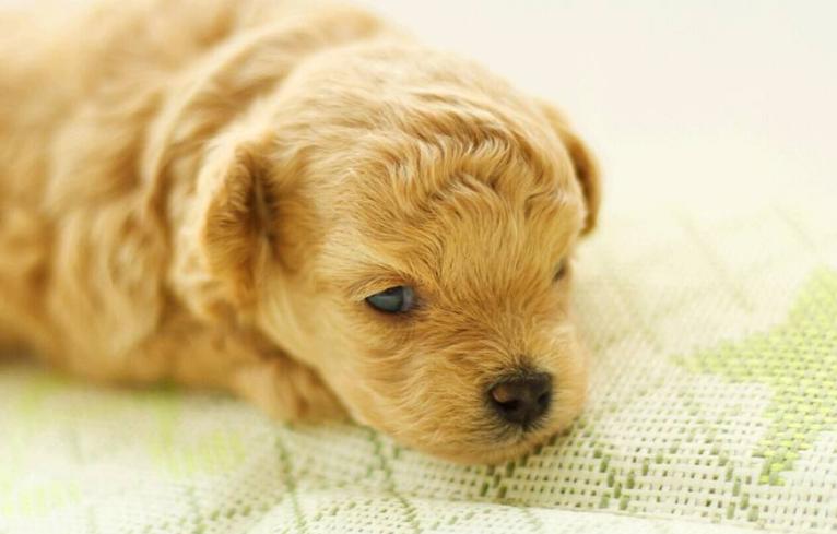 成年狗狗拉肚子怎么办,狗狗拉肚子原因及简单处理方法