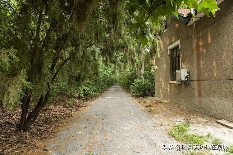 济南的法国梧桐,济南梧桐树美景
