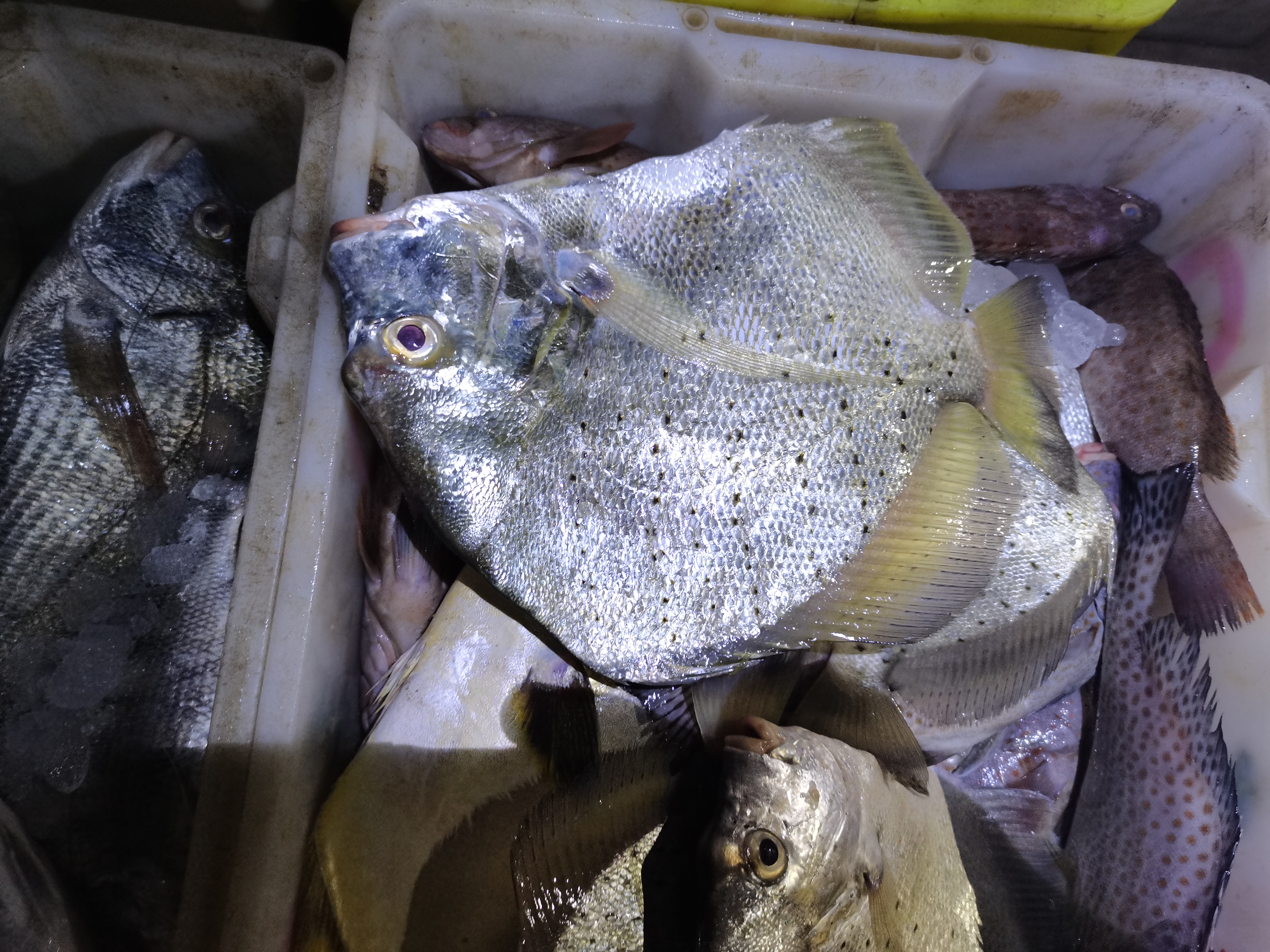 中国沿海地区捕蟹一天能赚多少,捕蟹一月能拿五万吗