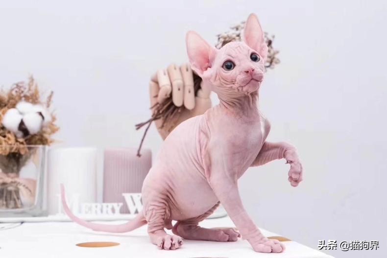 无毛猫为什么会不长毛,无毛猫为什么很容易养胖