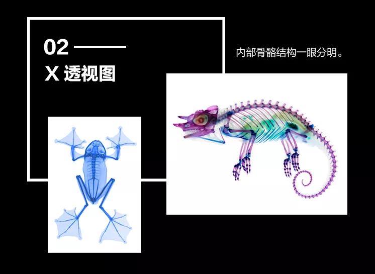 揭秘动物世界的“冷知识”,动物世界中的奇妙之处