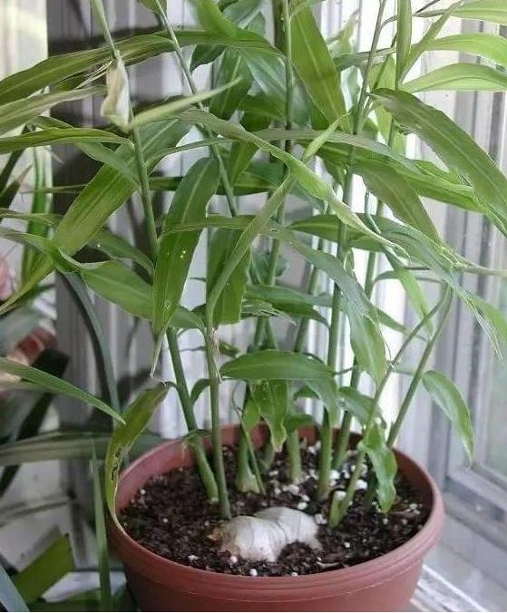 “姜”丢进盆里就能活，开出漂亮“大花苞”，不仅好看、更好养