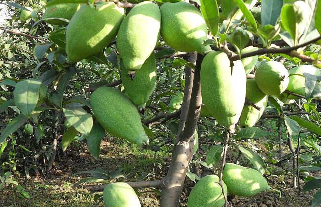 帮助老百姓返乡创业项目,助力农村家庭创业致富项目