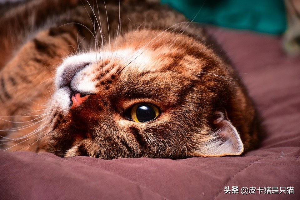 猫咪太粘人分离焦虑,猫咪过于粘人怎么办