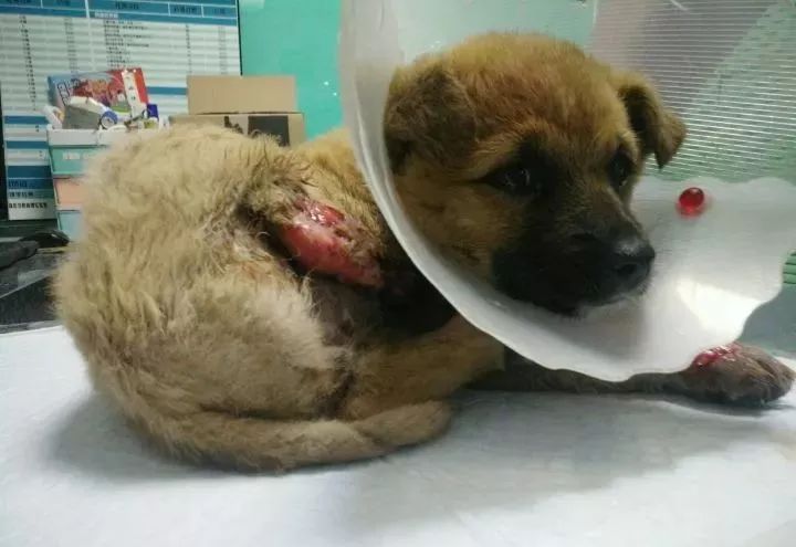 狗狗后腿截肢只能从关节截肢吗,医生说要截肢是什么意思