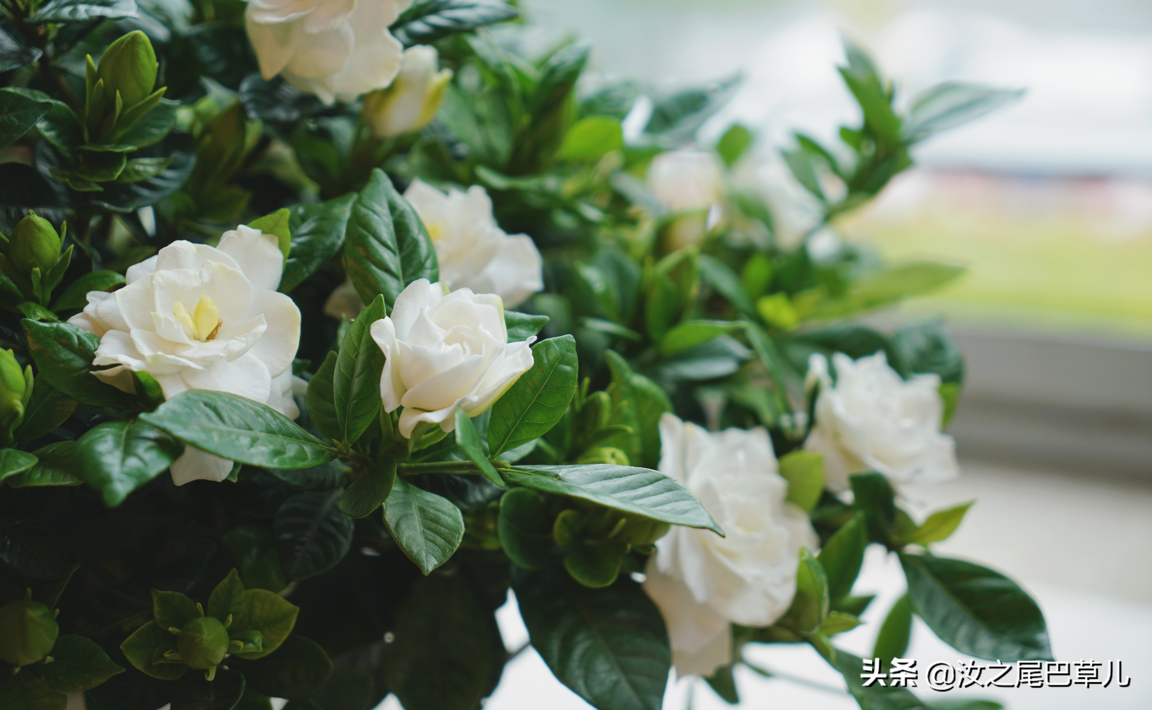 栀子花有腻虫的小窍门,栀子花怎么除虫加营养