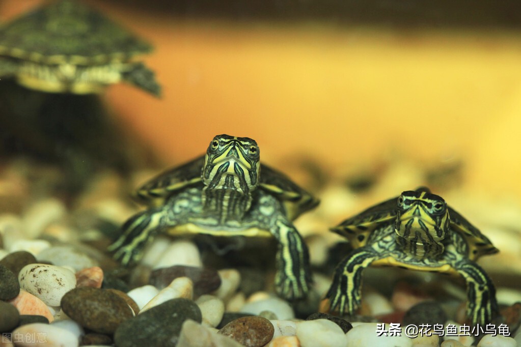 室内适合养什么动物不花力气,萌巢室内动物园有什么动物