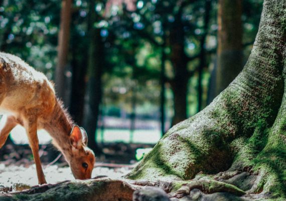 少了中国人旅游国外怎么样了,少了中国游客的世界