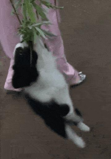 第1次想养纯种狗应该怎么挑,纯种狗和不纯种哪个好养