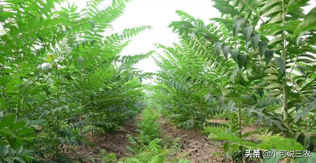 香椿种植前景和销路,香椿种植市场前景及市场价格