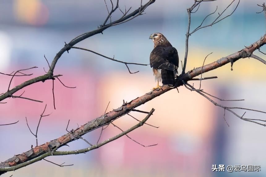 索尼selp1670镜头评测,索尼alpha9镜头