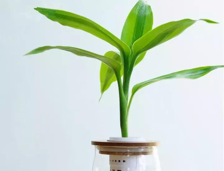 富贵竹养几根最合适,富贵竹一个花瓶里放双数还是单数