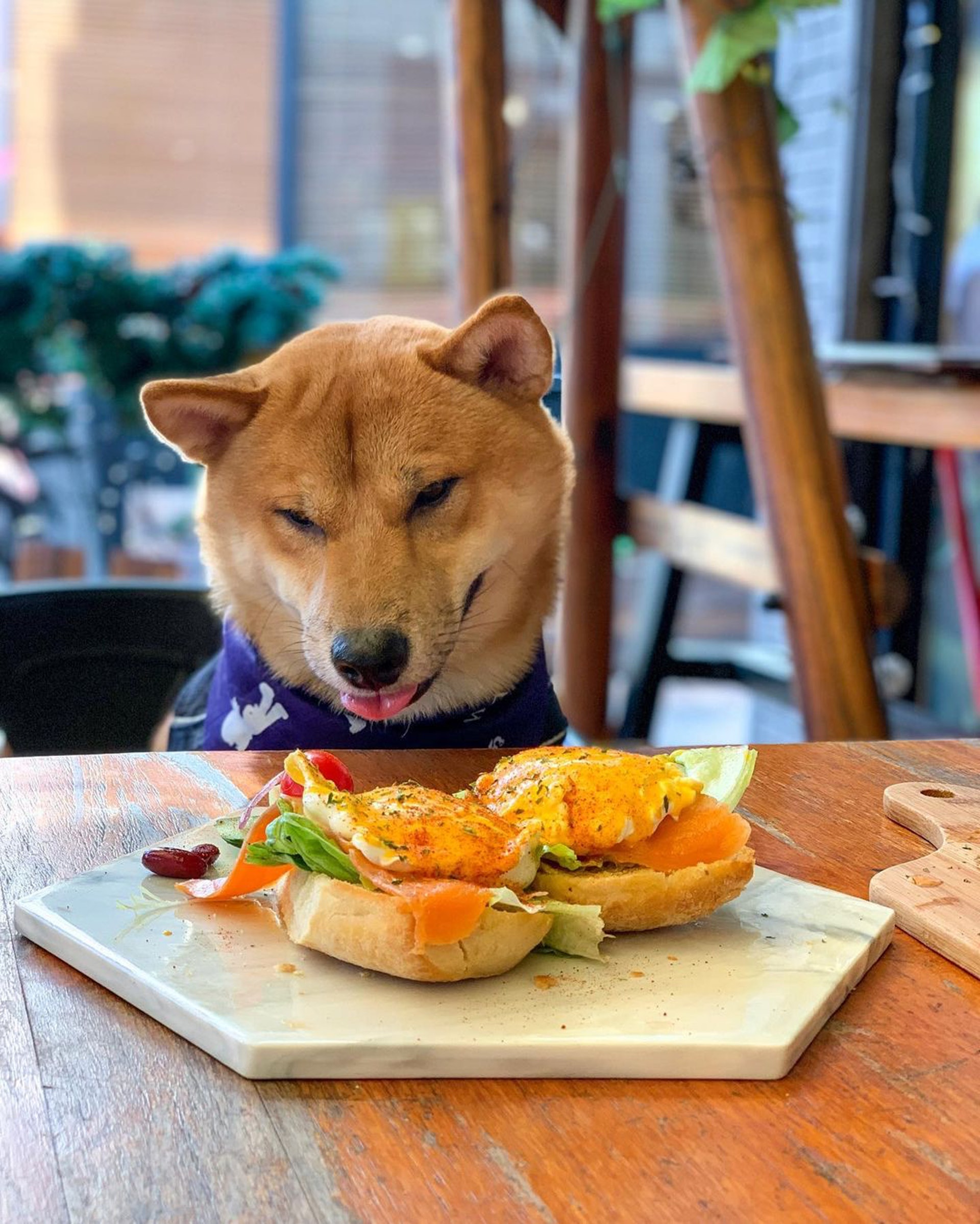 百年树屋，天空之镜，红砖市集，跳蚤市场…尽在锦田
