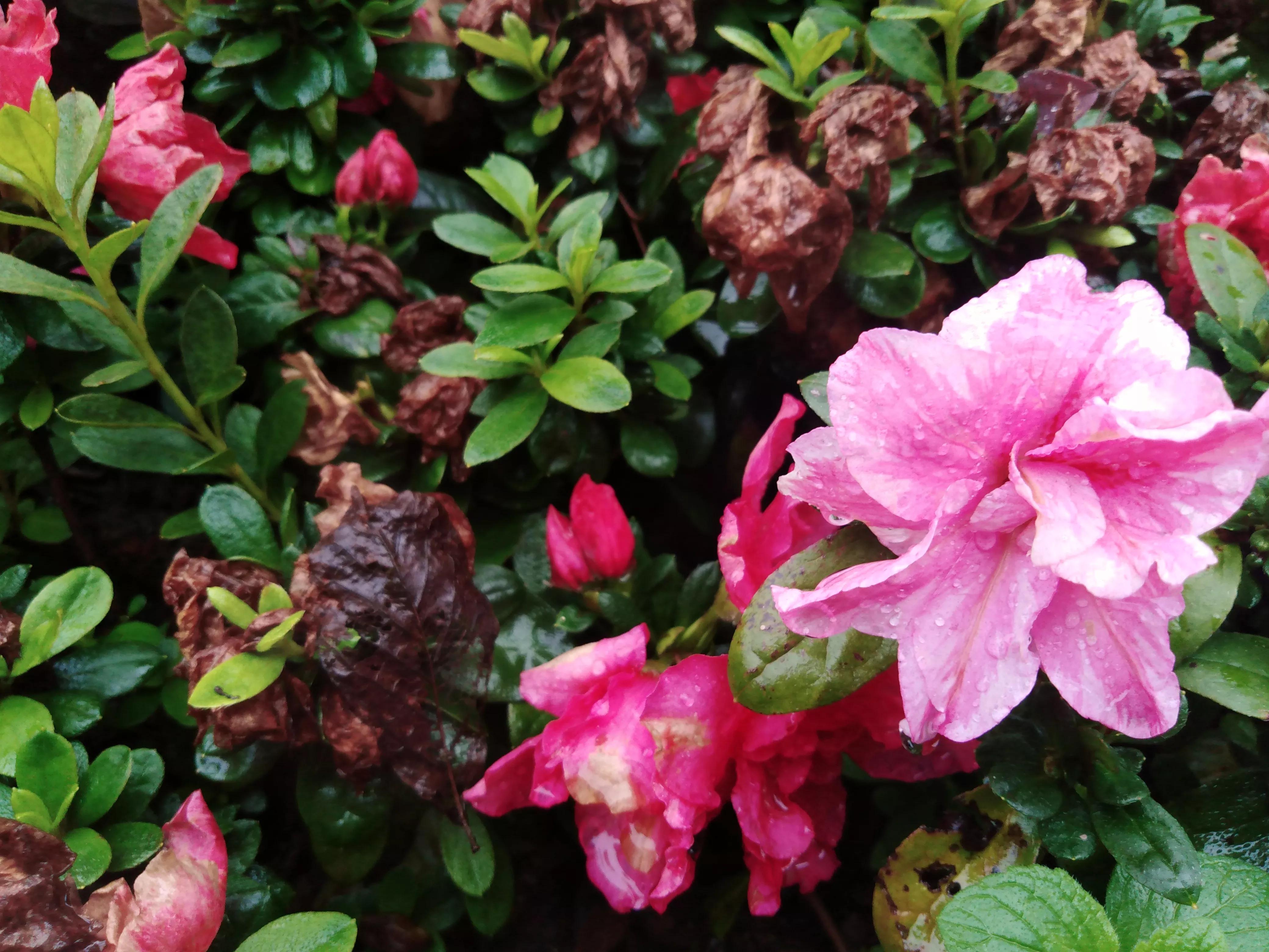 嘴长毛短浅含膘,嘴长毛短浅含膘是什么生肖