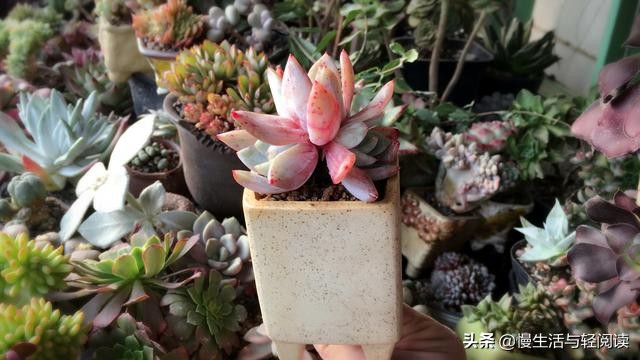 慢生活轻阅读,慢生活轻小说全集