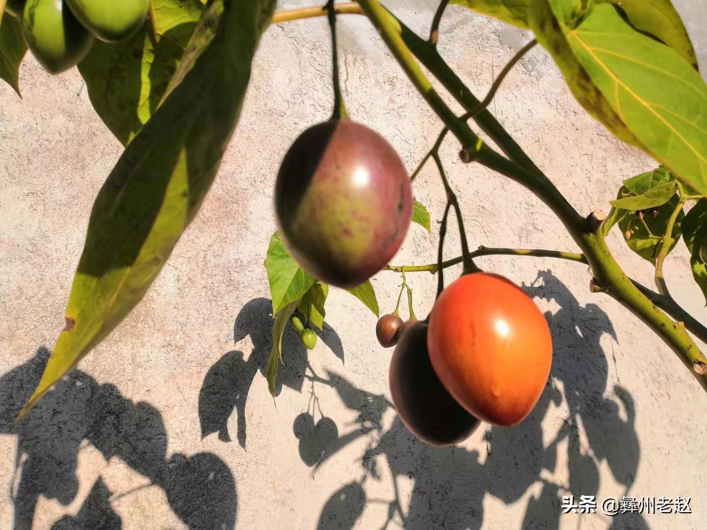 露天种植番茄如何预防霜冻,如何防止果树受冻