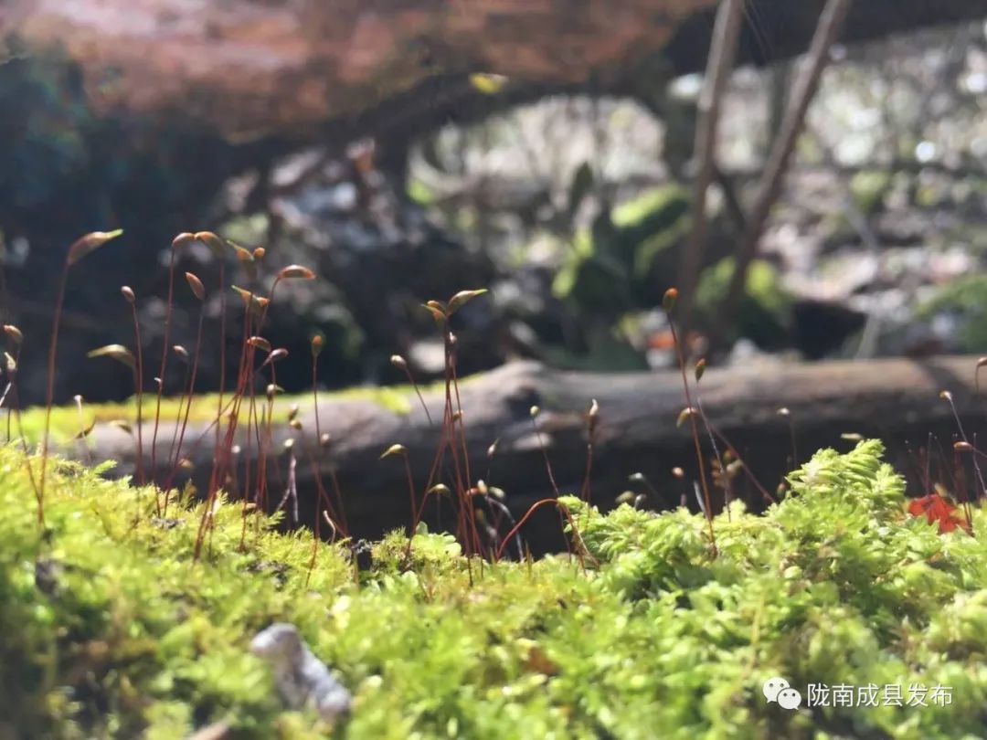 重逢——复苏的成州