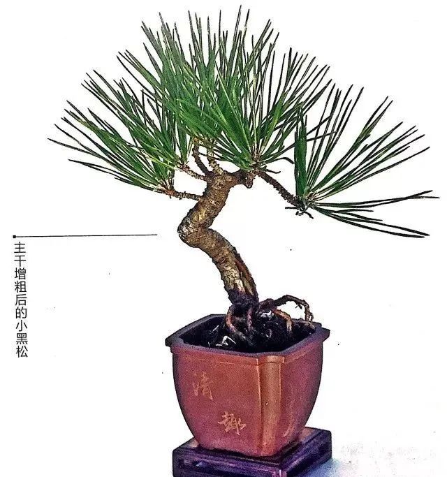 盆景如何养成粗细变化明显,盆景怎么不让树长高