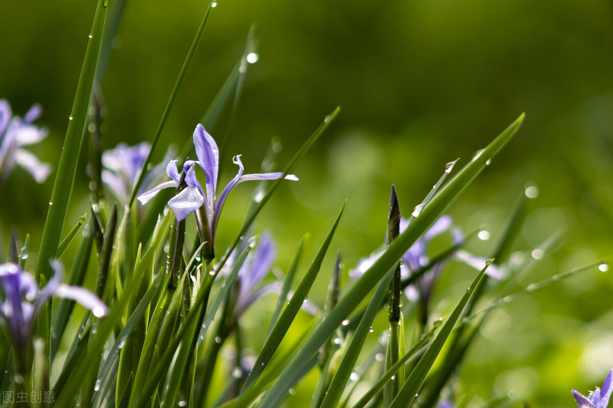 100种常见园林图鉴,列举20类不同的园林花卉