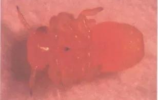 桉木虱防治效果,桉木虱危害部位