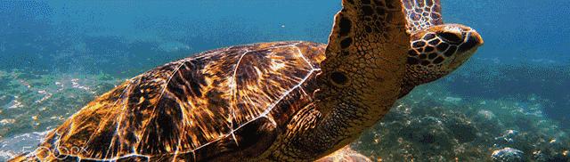 “菲”买不可的菲律宾特色手办礼!能猜中超过3个算我输